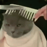 hazirl